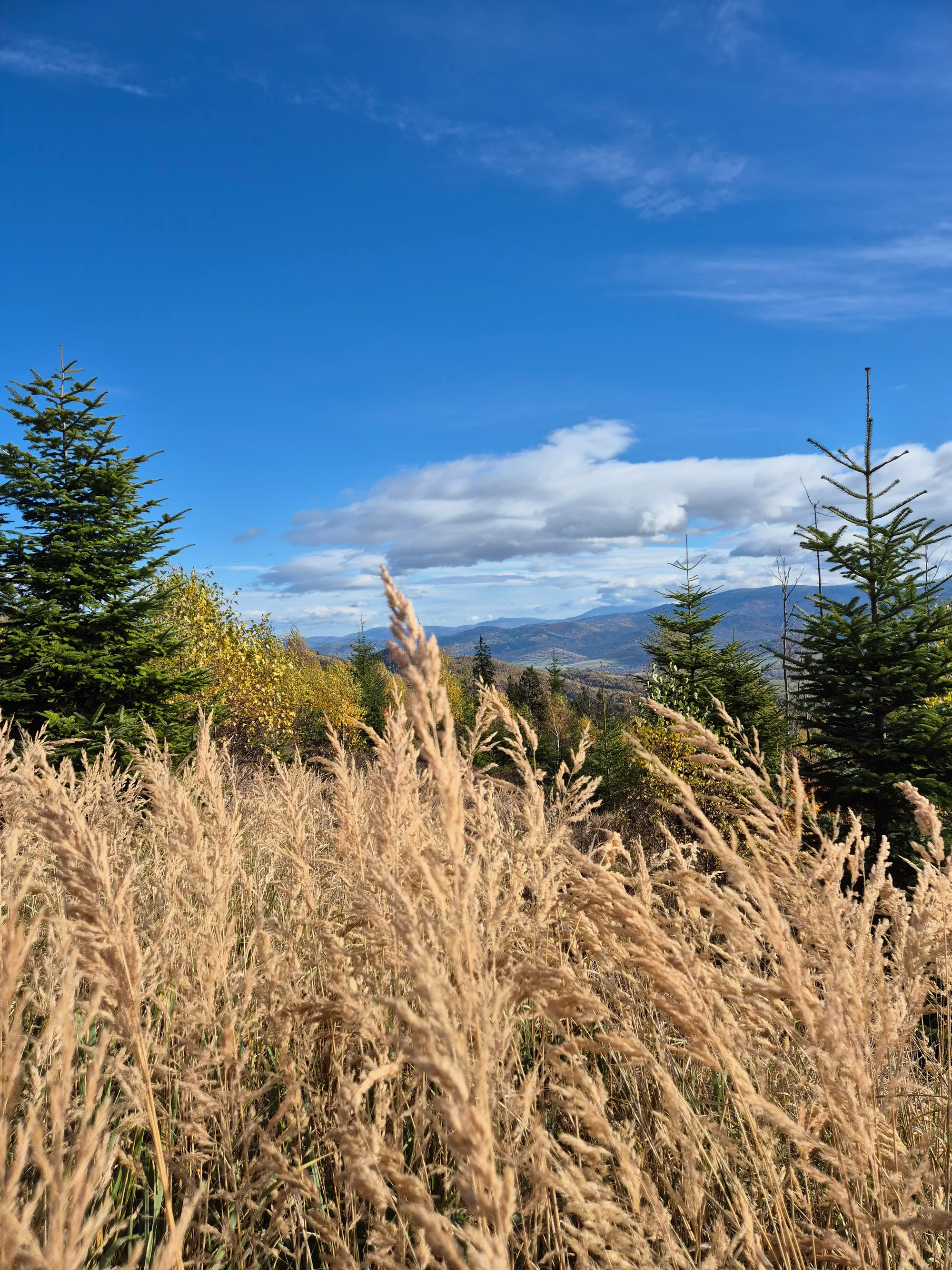 Golden Grass Ridges