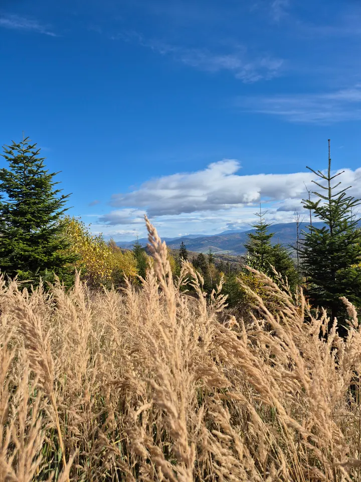 Golden Grass Ridges