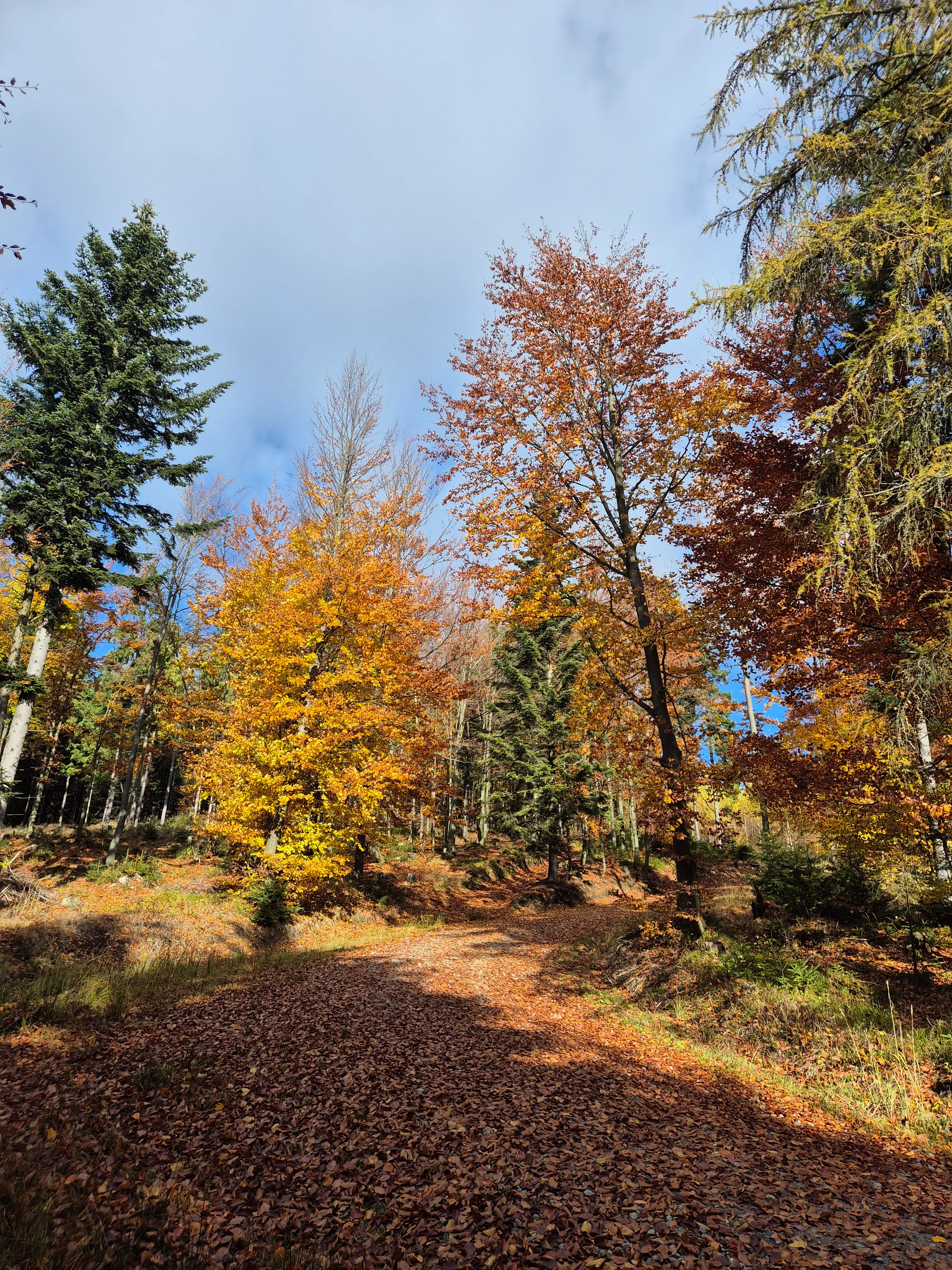 Spruce Edge Midday