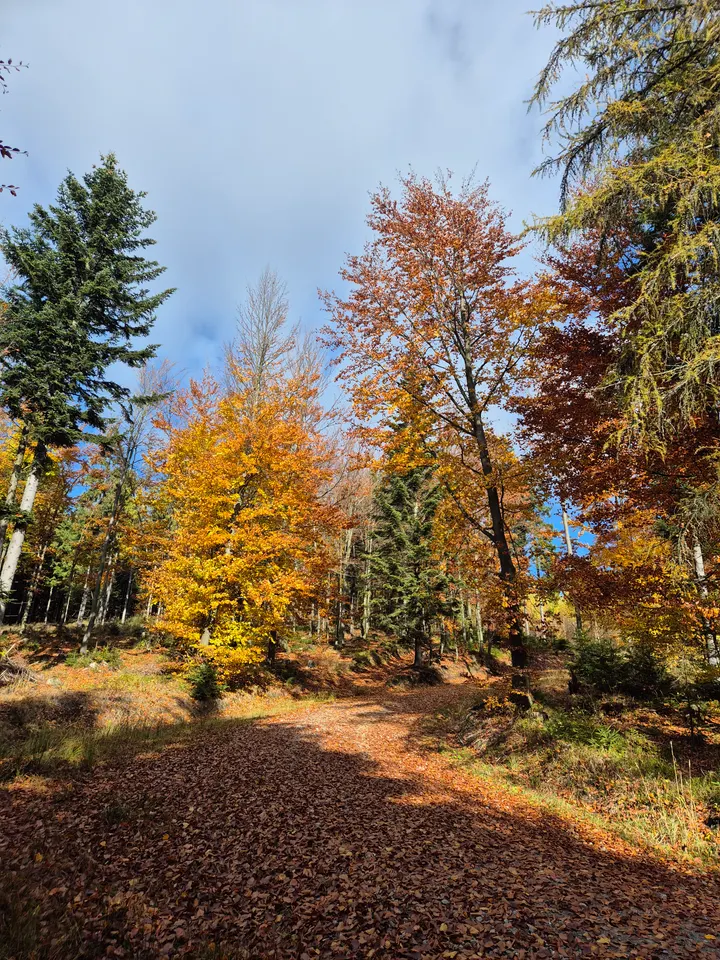 Spruce Edge Midday
