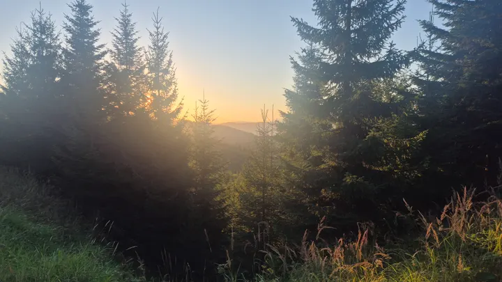 Sun Through the Spruce