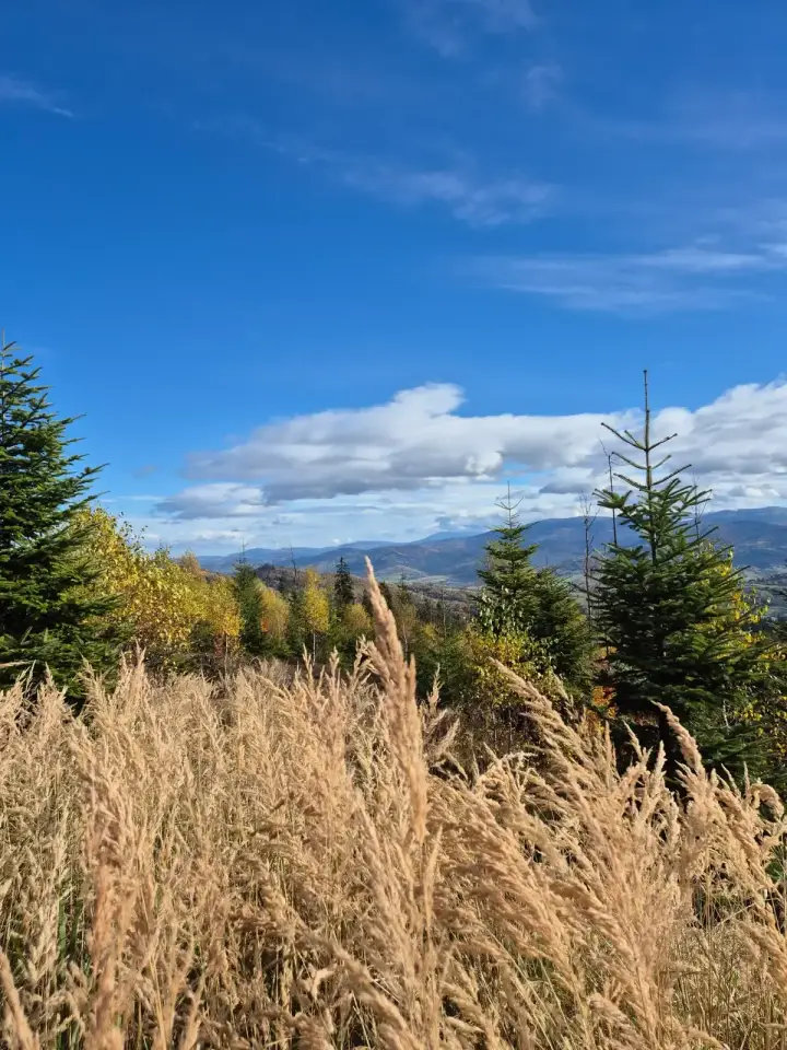 Plume Meadow Outlook