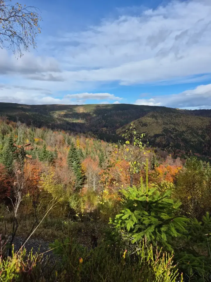 Valley of Rust and Fir
