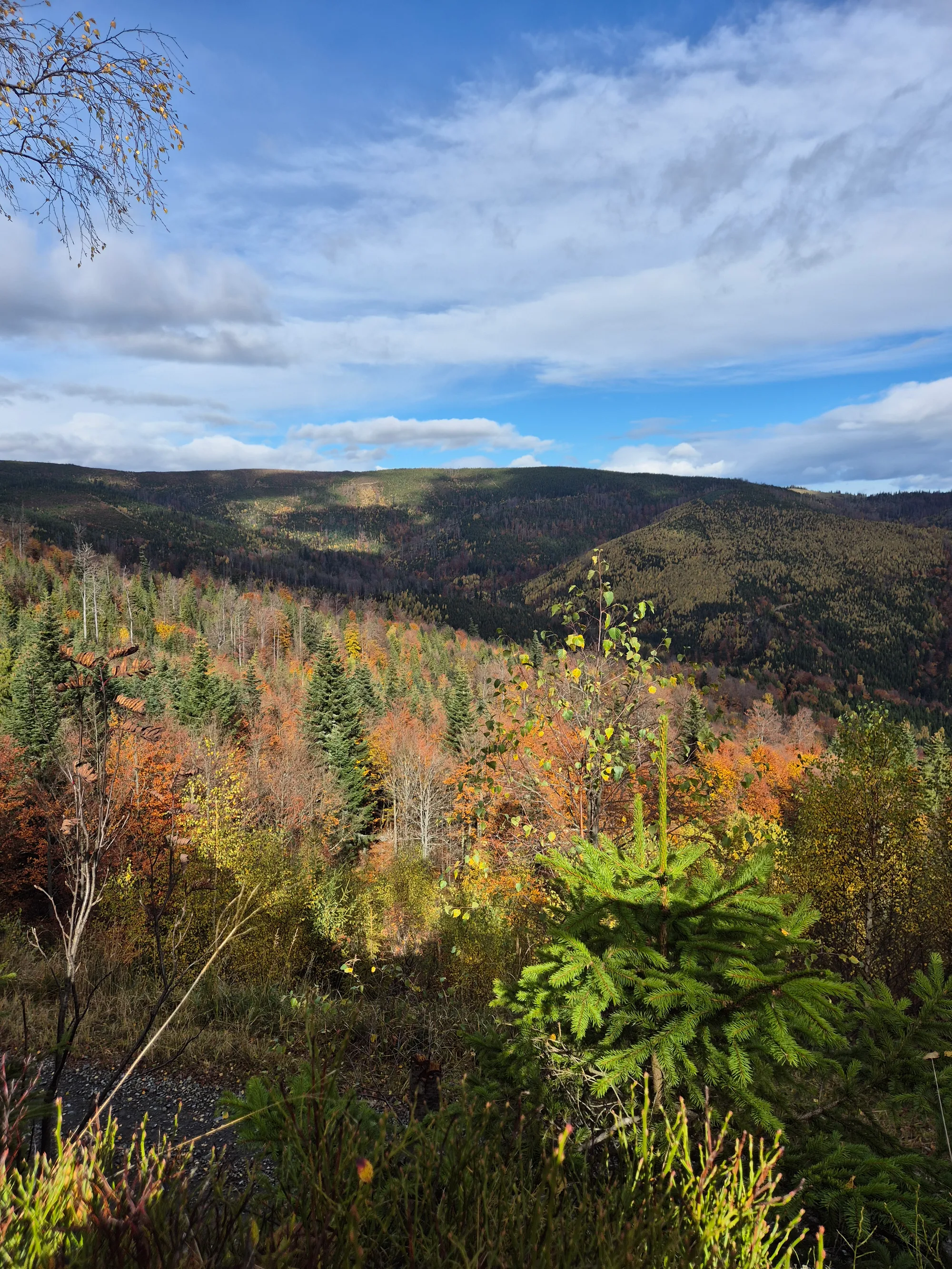 Valley of Rust and Fir