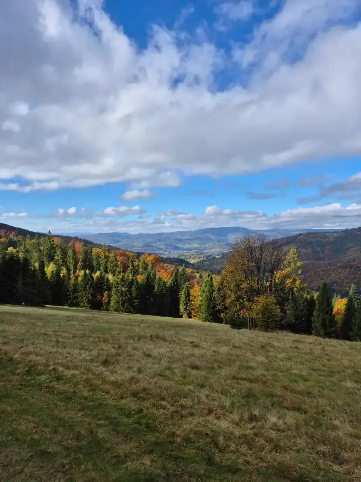 Yellow Tree, Blue Distance