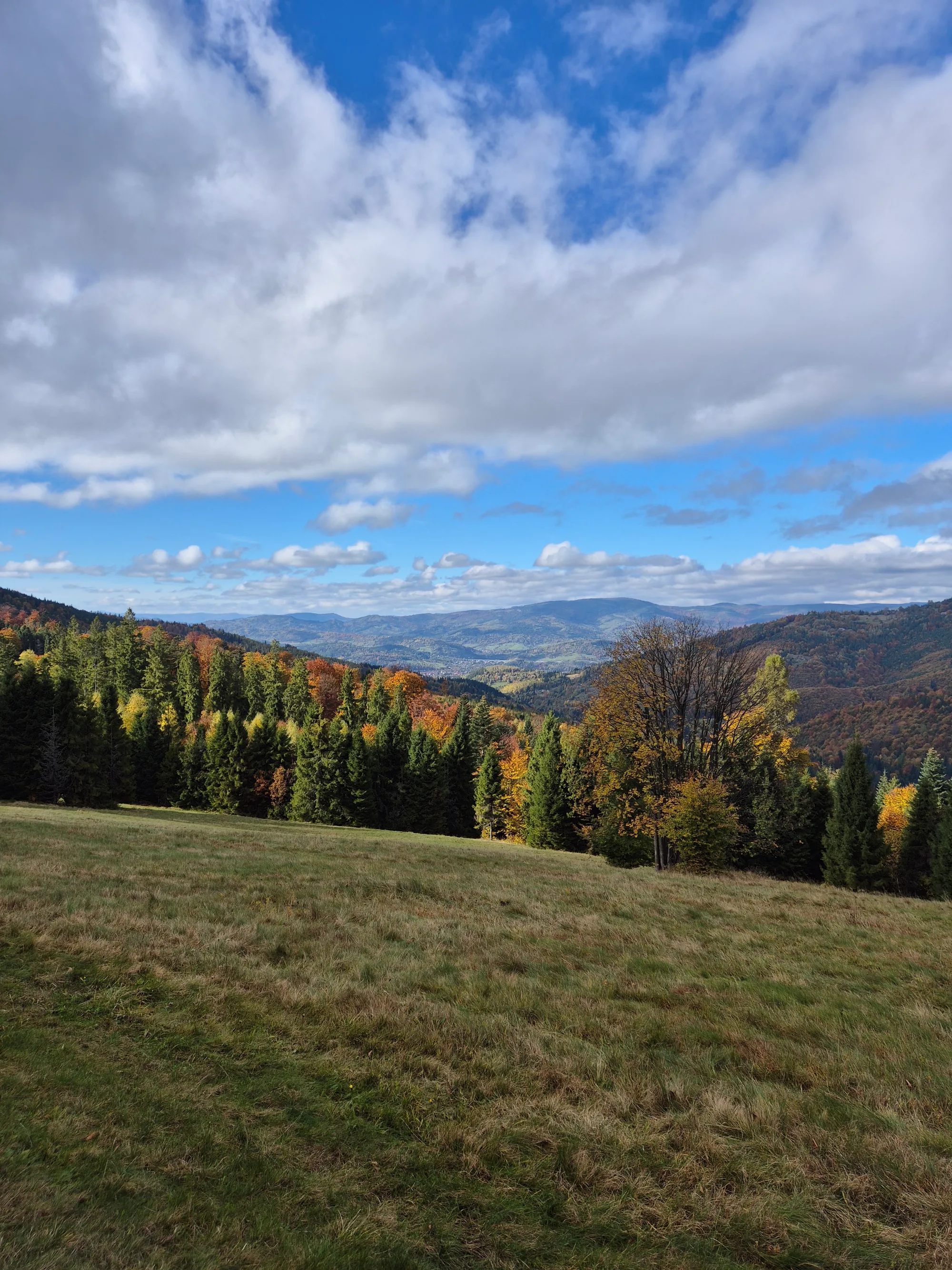 Yellow Tree, Blue Distance