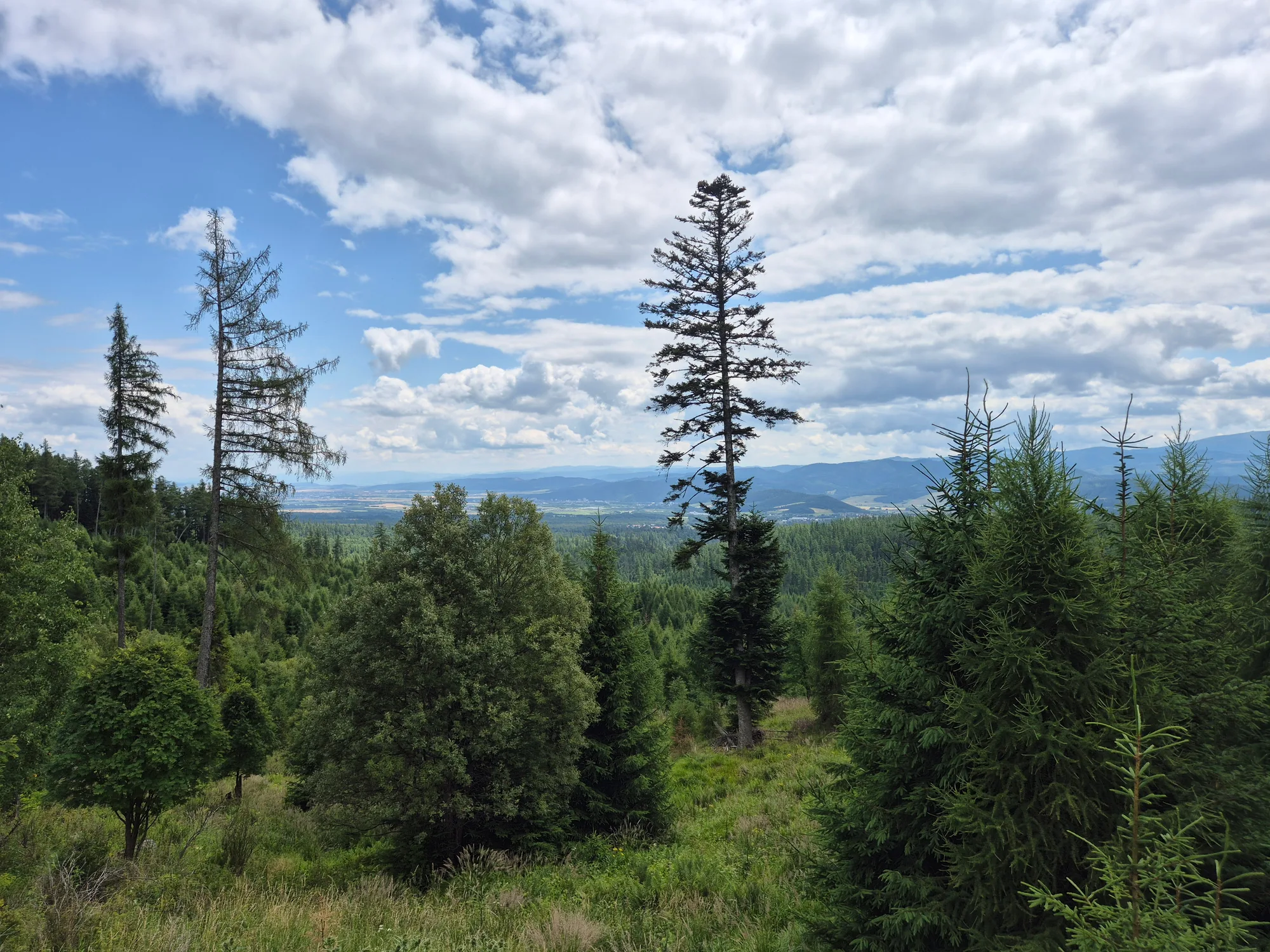 Tall Spruce Over the Valley
