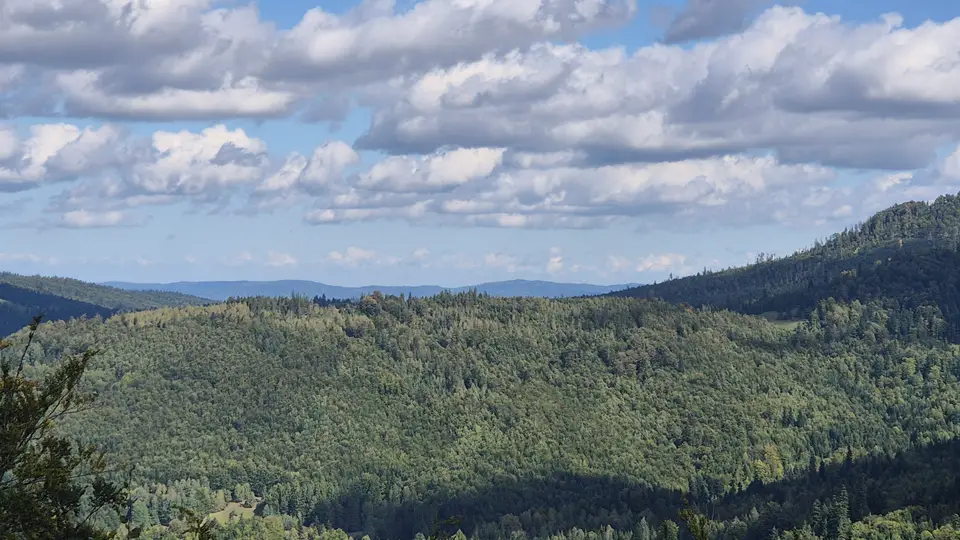 Cloud Shadow on the Forest Ridge