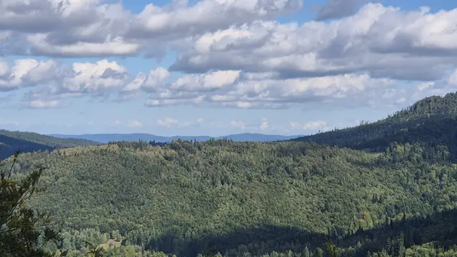 Cloud Shadow on the Forest Ridge
