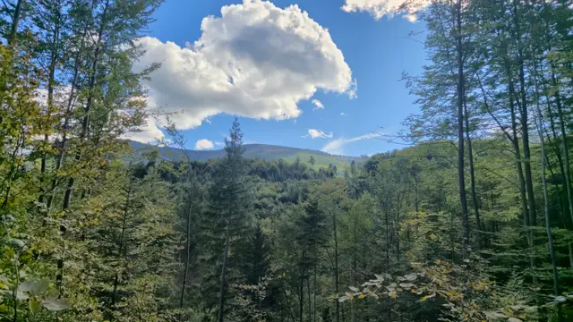 Leaf Frame to Sunlit Forest Ridges