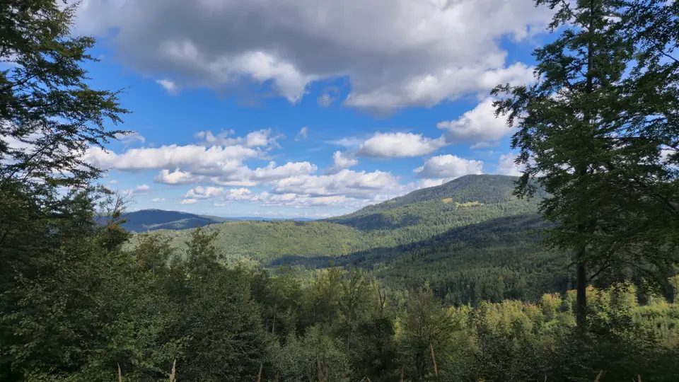 Leaf Window Over Rolling Forest
