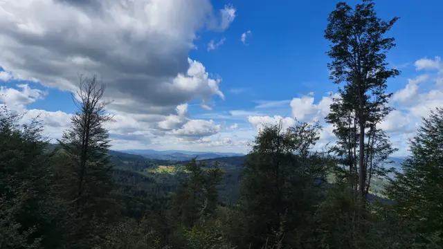 Tall Trees and Sunlit Clearing