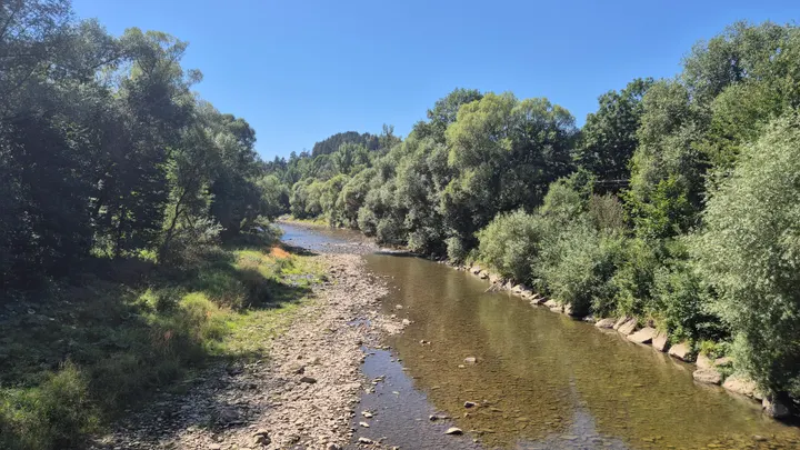 Downstream Through the Trees