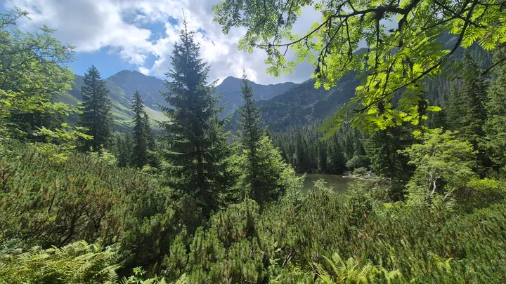Ferns Toward the Cirque