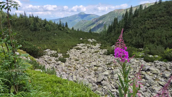 Magenta Stalk on the Stones