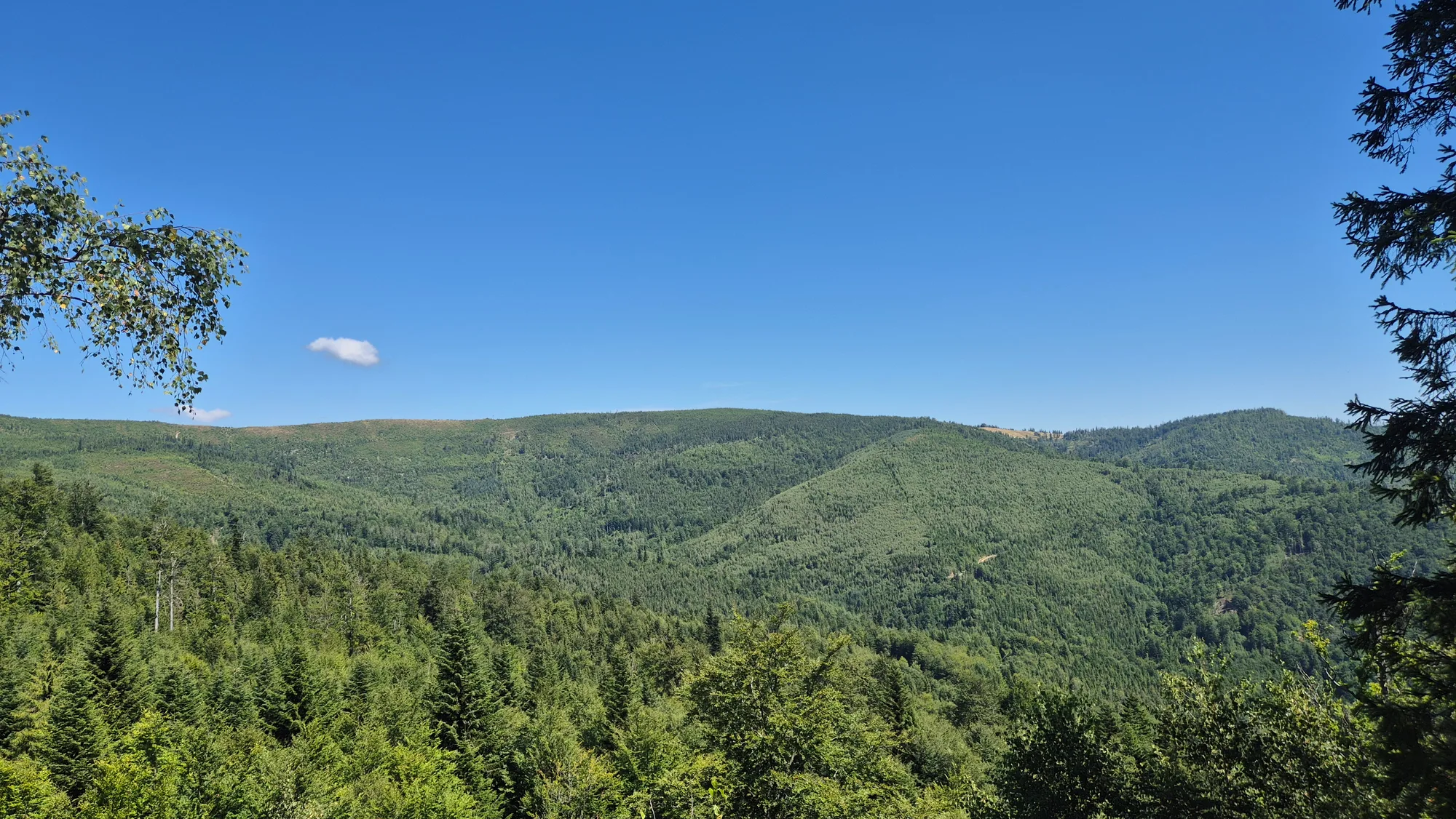 Forested Ridge Line