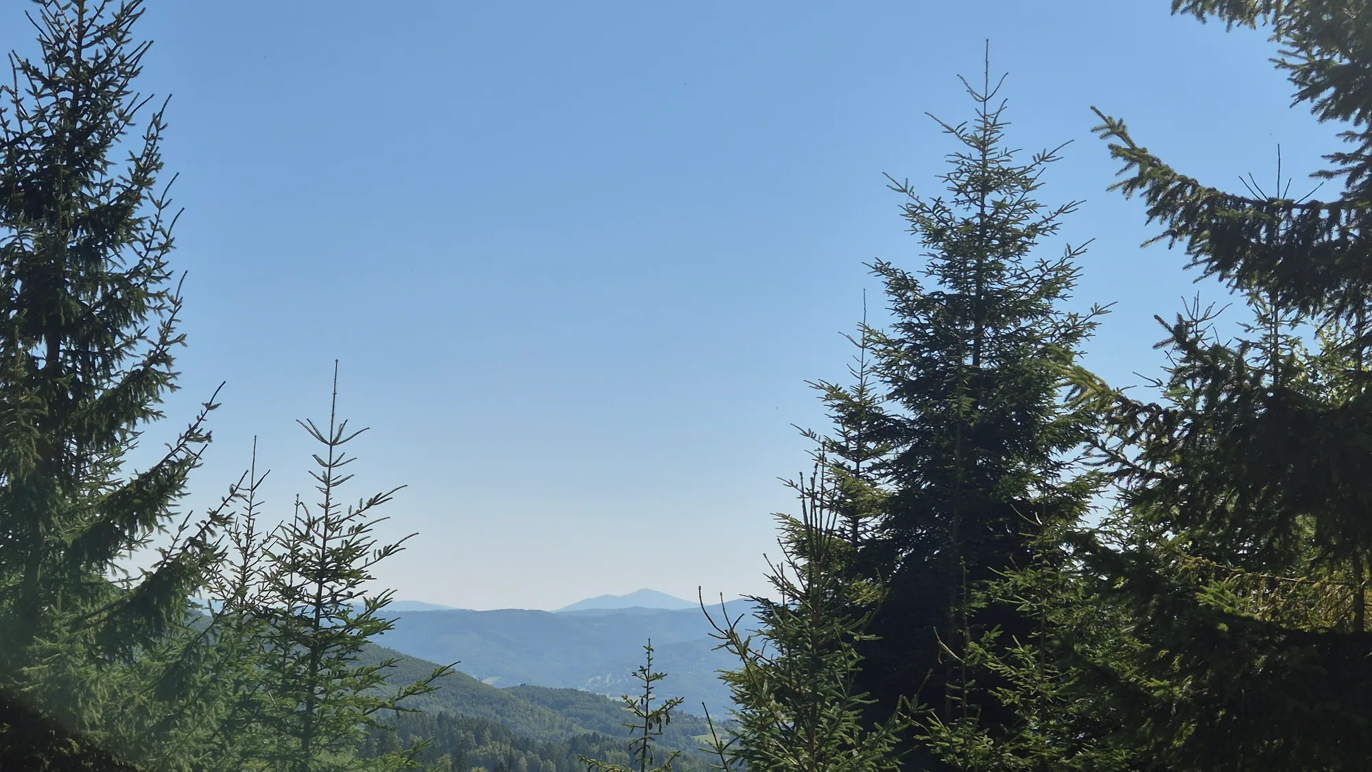 Framed by Spruce