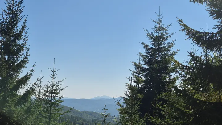 Framed by Spruce