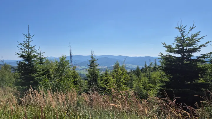 Golden Stalks to Blue Hills