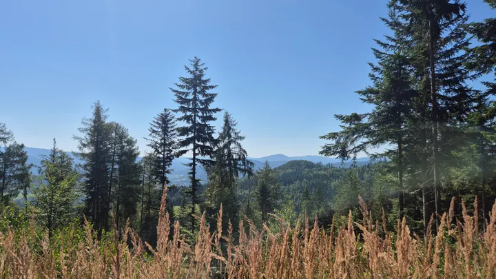 Grass to Blue Ridges