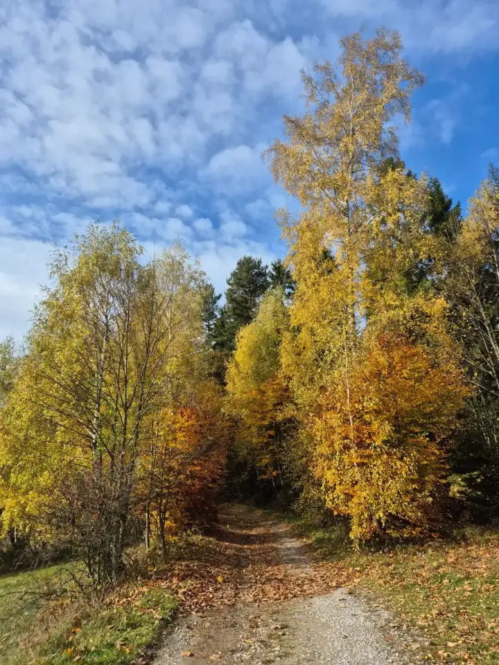 Birch Path, Mackerel Sky