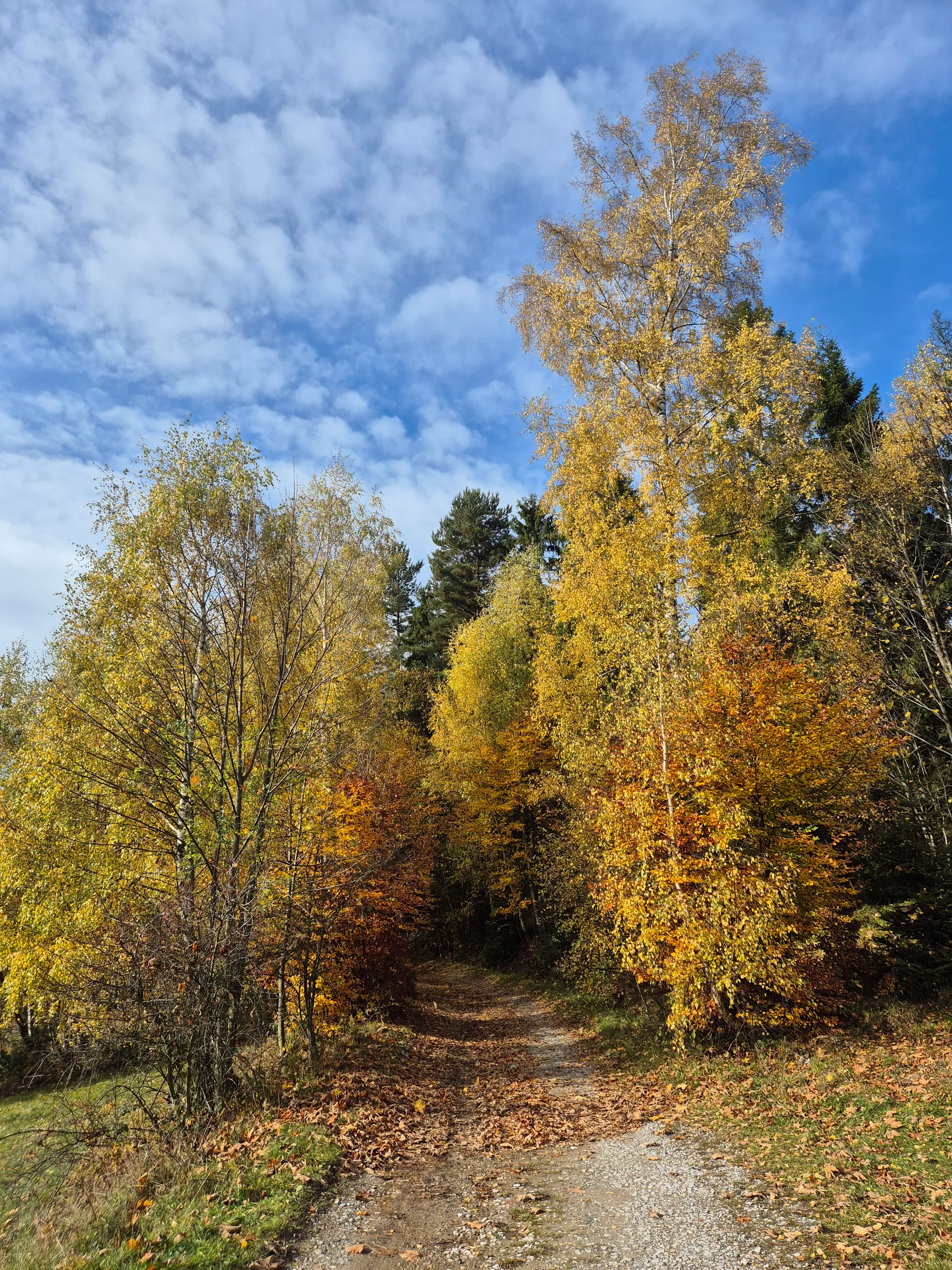Birch Path, Mackerel Sky