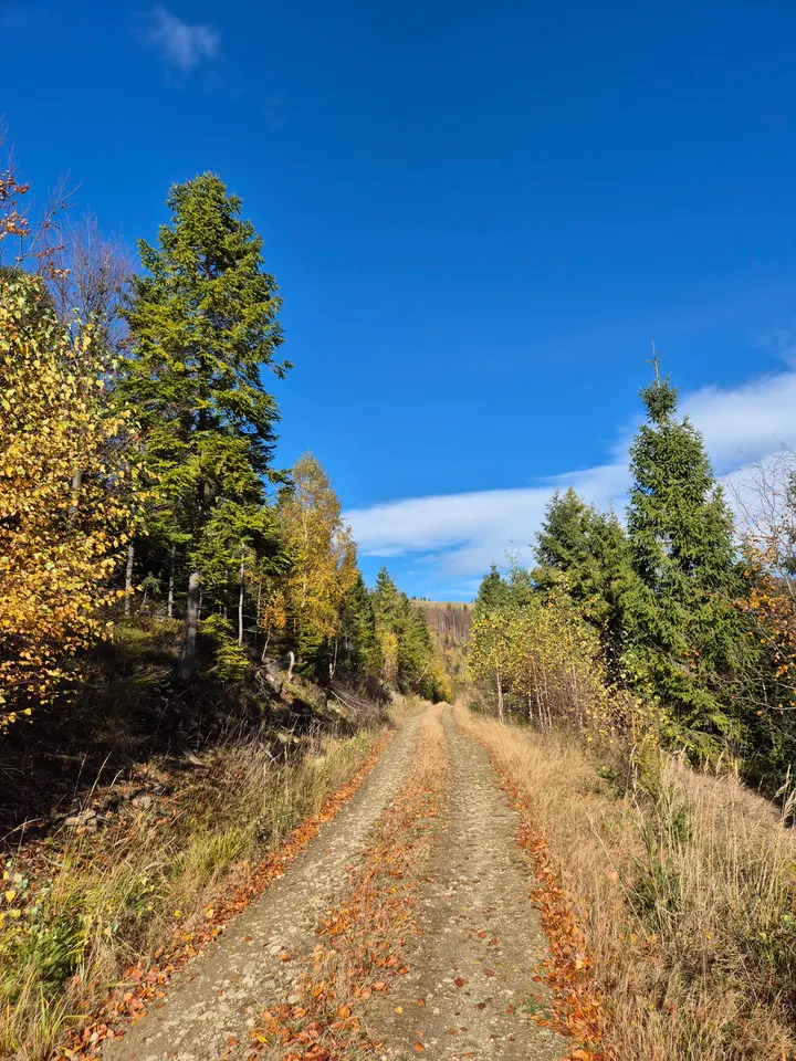 Leaf-Lined Forest Road