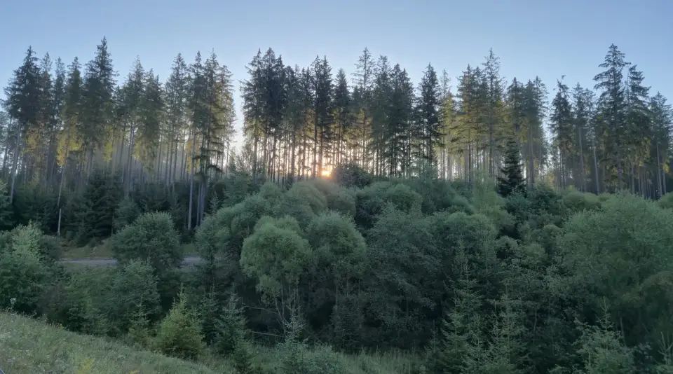 Light Through the Firs