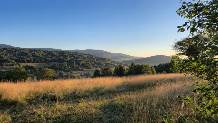 Meadow Shelf Outlook