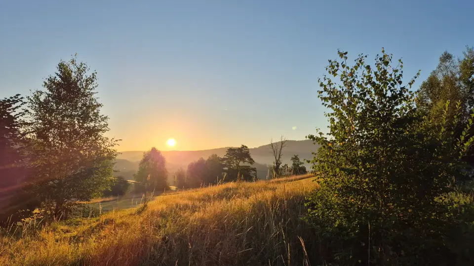 Sun Between the Trees
