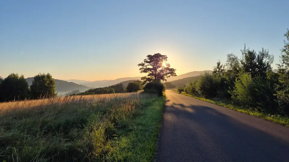 Sun Through the Roadside Tree