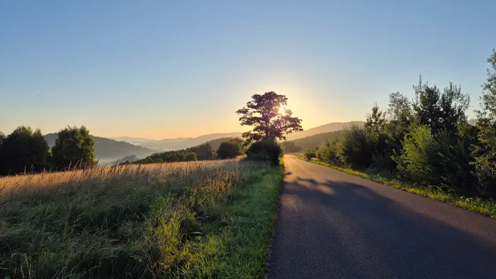 Sun Through the Roadside Tree