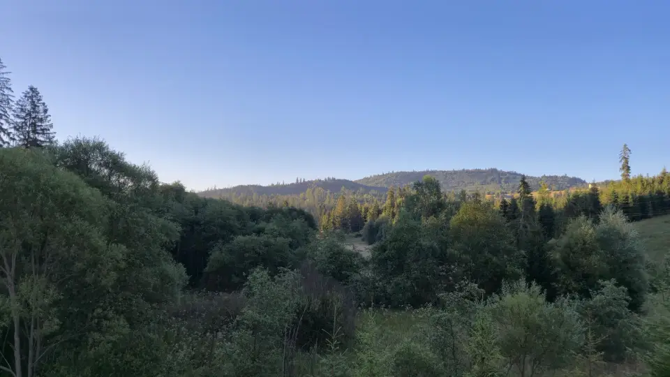 Sunlit Forest Hills