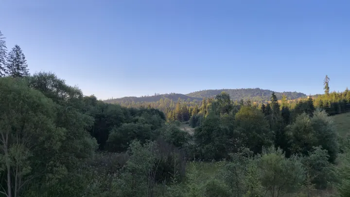 Sunlit Forest Hills