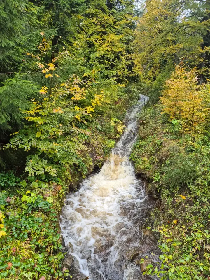 Mossy Stream Rapids
