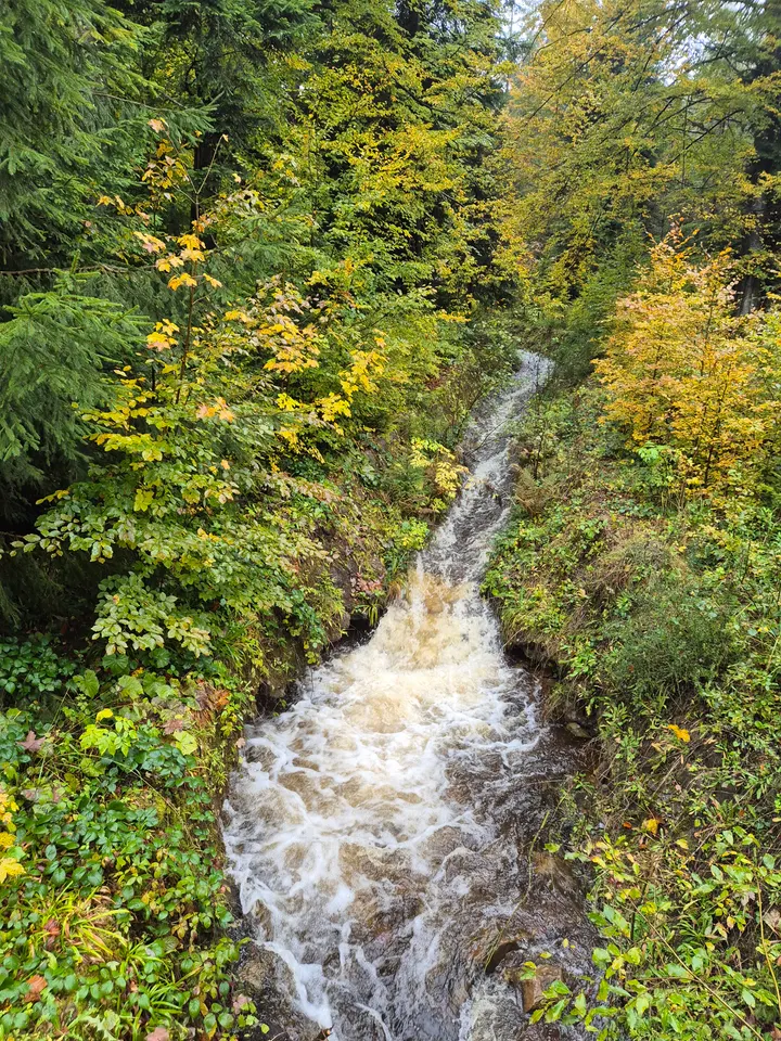 Mossy Stream Rapids