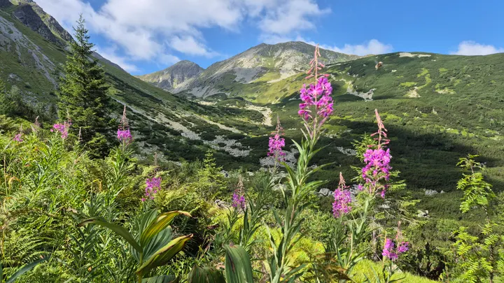 Magenta Against the Peak