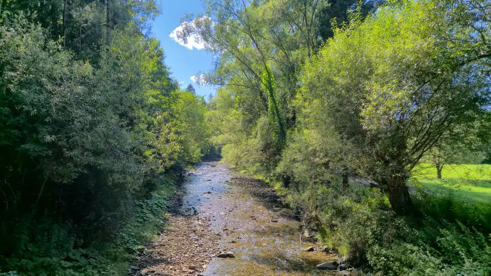 Straight Reach Through the Trees