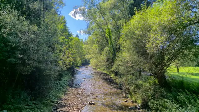 Straight Reach Through the Trees