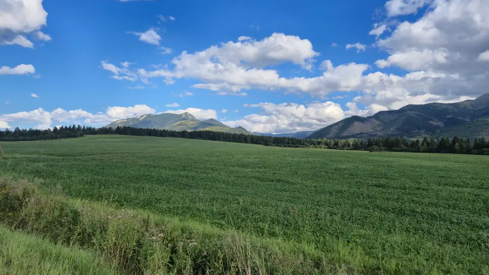 Clover Field Toward Rock Summit