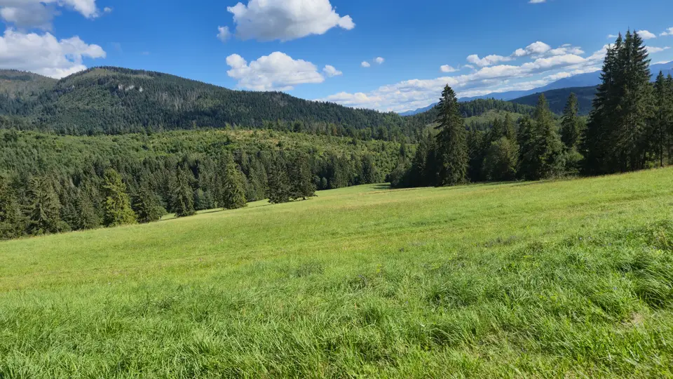 Open Pasture to the Spruce Wall