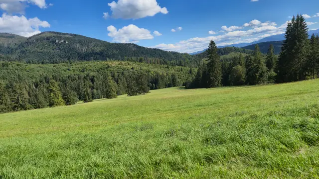 Open Pasture to the Spruce Wall