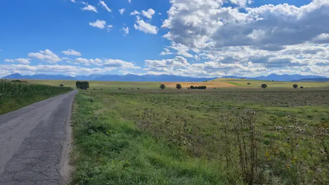 Road Beside the Cornfield