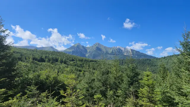 Spruce Canopy to the Peaks