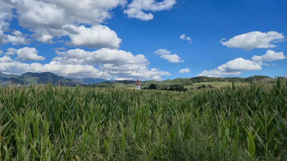 Steeple Beyond the Corn