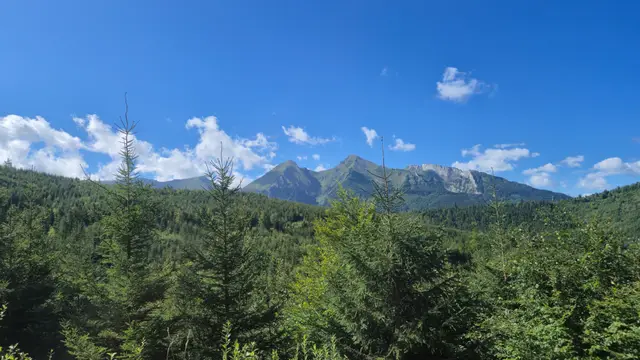 Young Spruce and Rock Face
