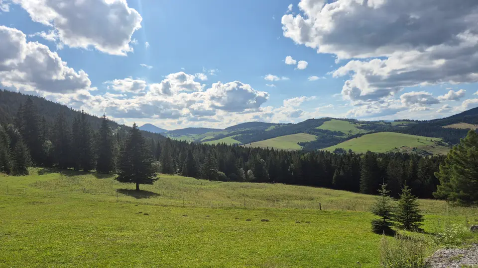 Young Spruce on the Open Slope