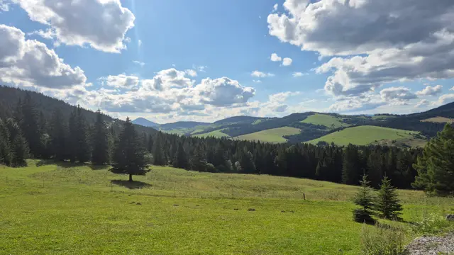 Young Spruce on the Open Slope