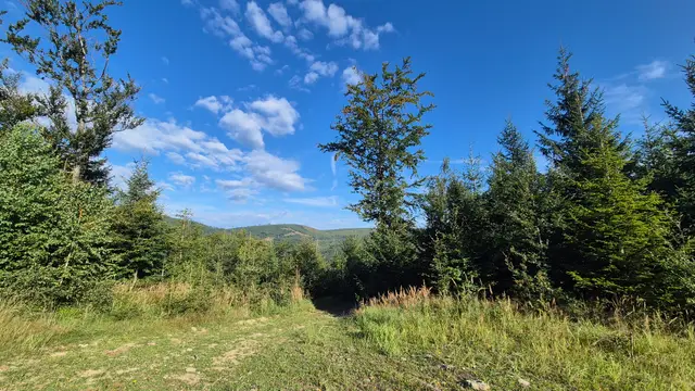 Forest Gap to the Ridges
