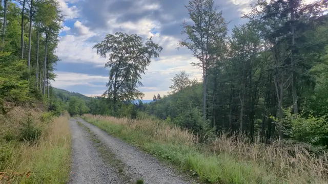 Gravel Track into the Trees
